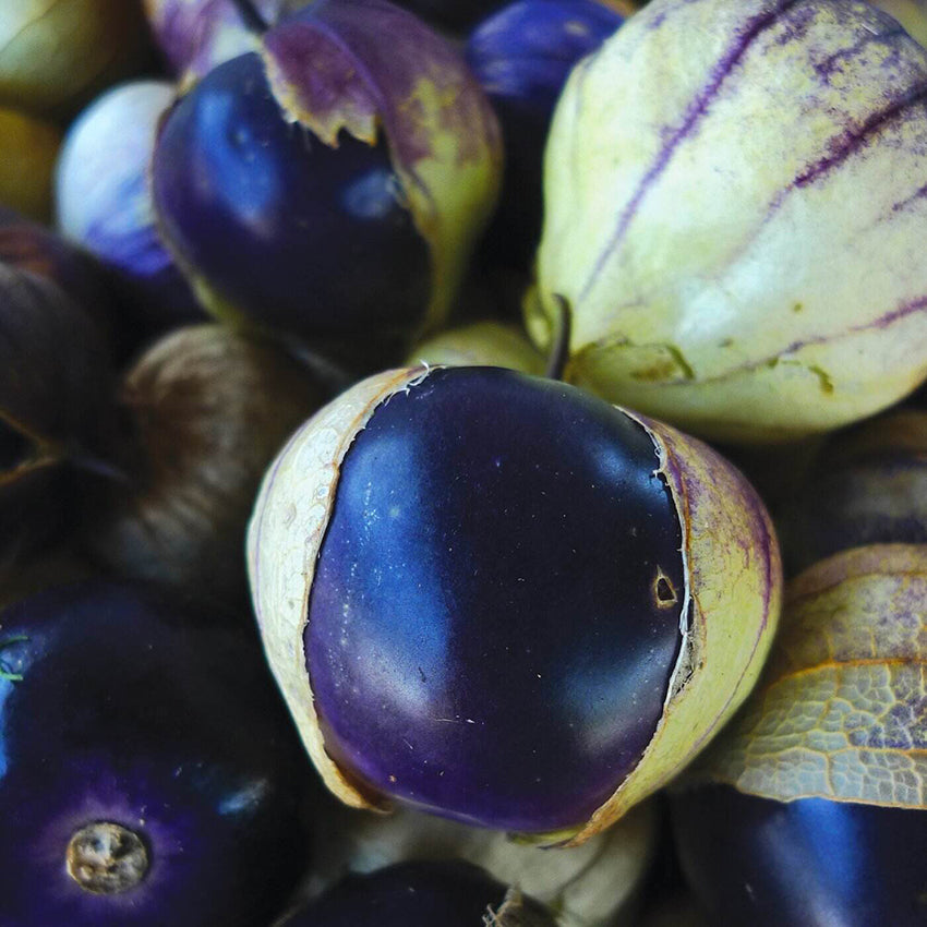 Purple Tomatillo