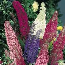 Load image into Gallery viewer, Butterfly Garden
