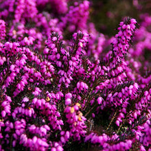 Load image into Gallery viewer, Scottish Heather
