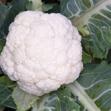 Load image into Gallery viewer, Snow Crown Cauliflower
