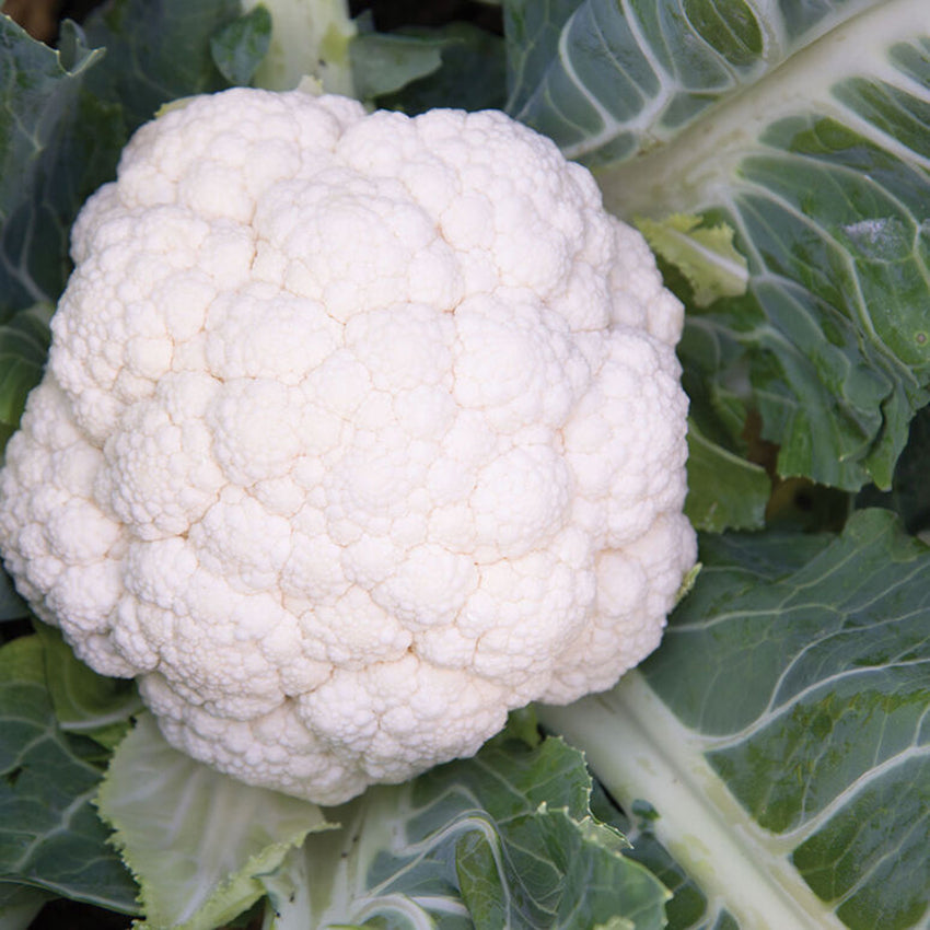 Snow Crown Cauliflower