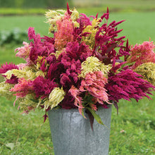 Load image into Gallery viewer, Pampas Plume Celosia
