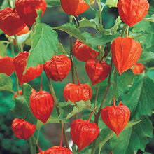 Load image into Gallery viewer, Chinese Lantern
