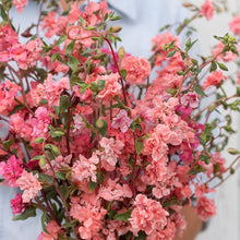 Load image into Gallery viewer, Clarkia

