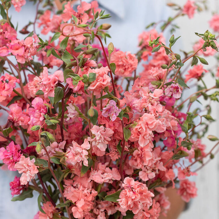 Clarkia