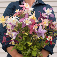 Load image into Gallery viewer, Columbine
