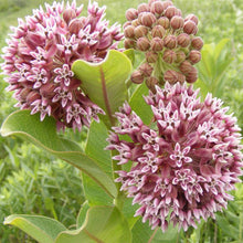 Load image into Gallery viewer, Butterfly Garden
