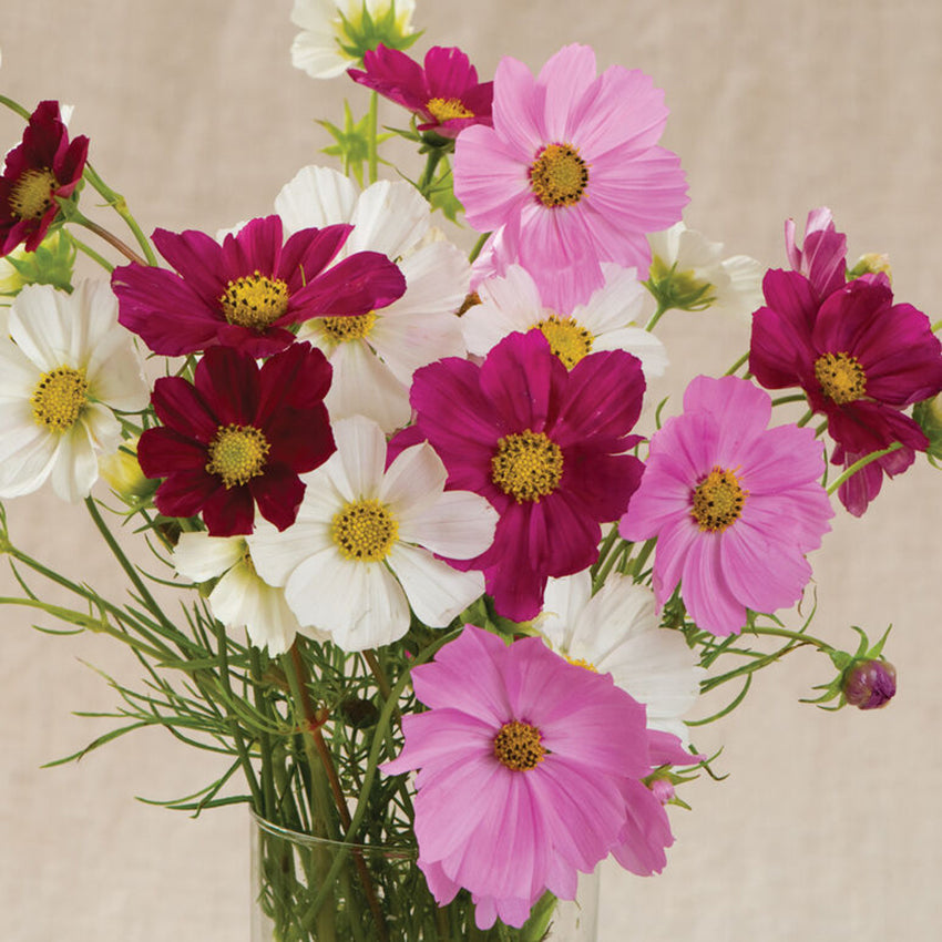 Cosmos Versailles Mix