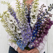 Load image into Gallery viewer, Delphinium
