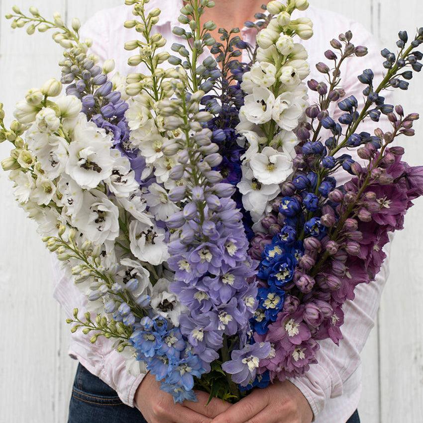 Delphinium