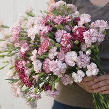 Load image into Gallery viewer, Dianthus, Chabaud Benigna
