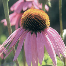 Load image into Gallery viewer, Butterfly Garden
