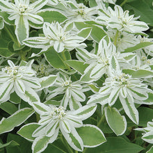 Load image into Gallery viewer, Euphorbia Snow-on-the-Mountain
