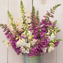 Load image into Gallery viewer, Foxglove
