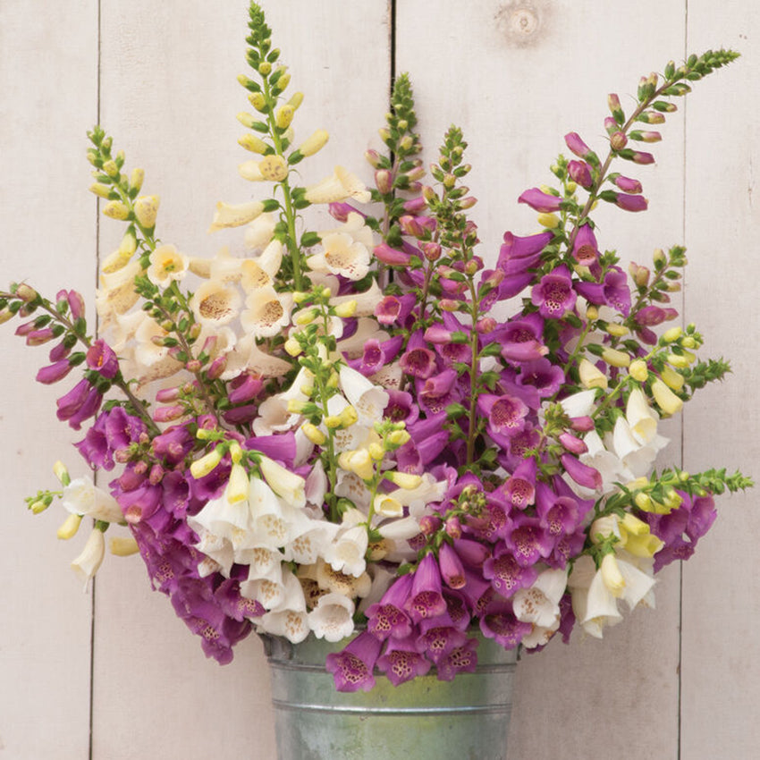 Foxglove