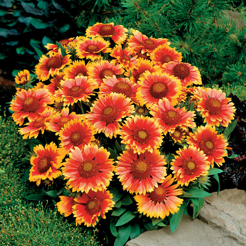 Gaillardia Blanket Flower, Painter's Palette