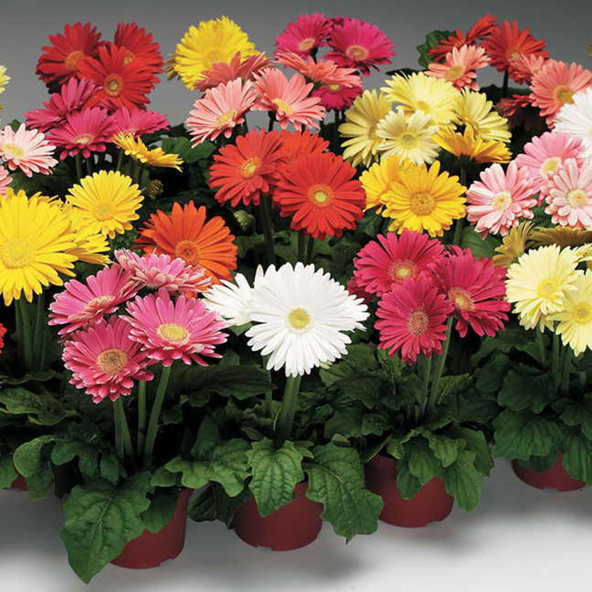 Gerbera Daisy, Jaguar Mix