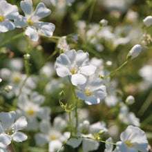 Load image into Gallery viewer, Gypsophila
