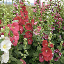 Load image into Gallery viewer, Hollyhock
