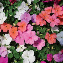 Load image into Gallery viewer, Dwarf Impatiens, Mixed Colors
