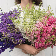 Load image into Gallery viewer, Larkspur

