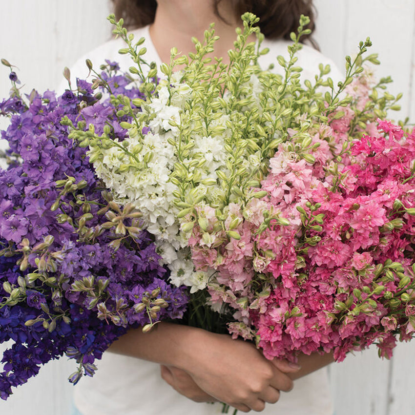 Larkspur