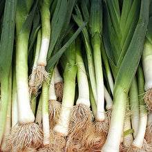 Load image into Gallery viewer, Leek
