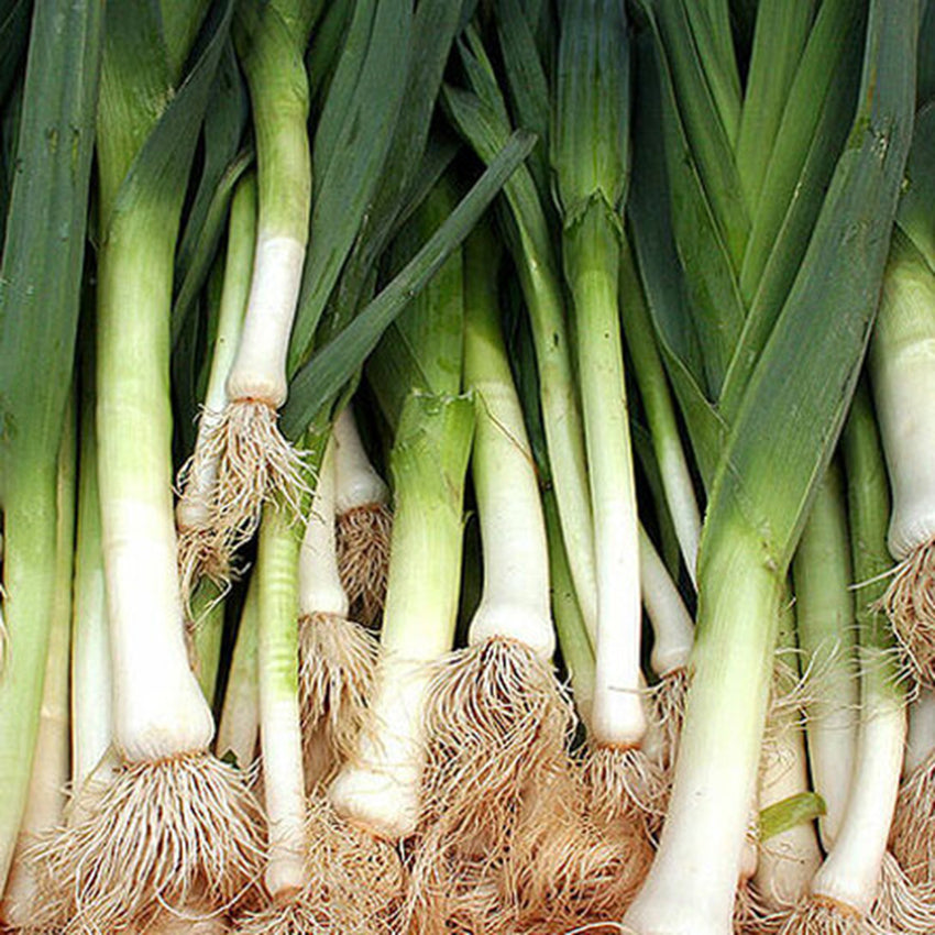 Leek