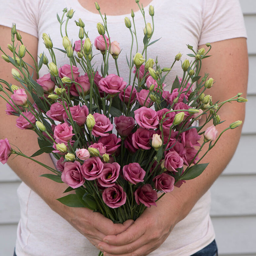 Lisianthus