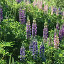 Load image into Gallery viewer, Lupine
