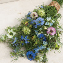 Load image into Gallery viewer, Nigella, Love-In-A-Mist
