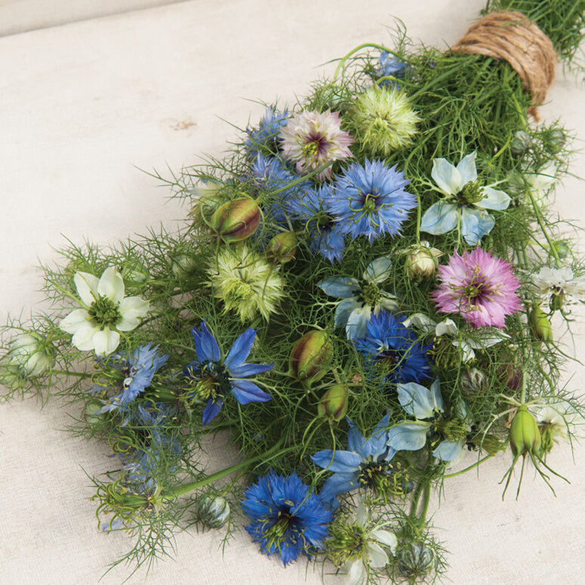 Nigella, Love-In-A-Mist