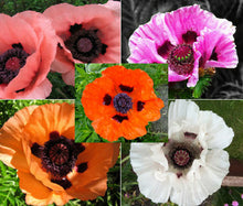 Load image into Gallery viewer, Oriental Poppy Mix
