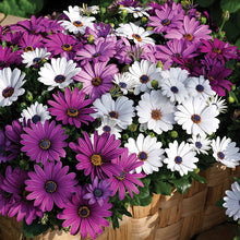 Load image into Gallery viewer, Purple Mix African Daisy
