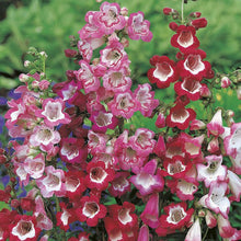 Load image into Gallery viewer, Penstemon
