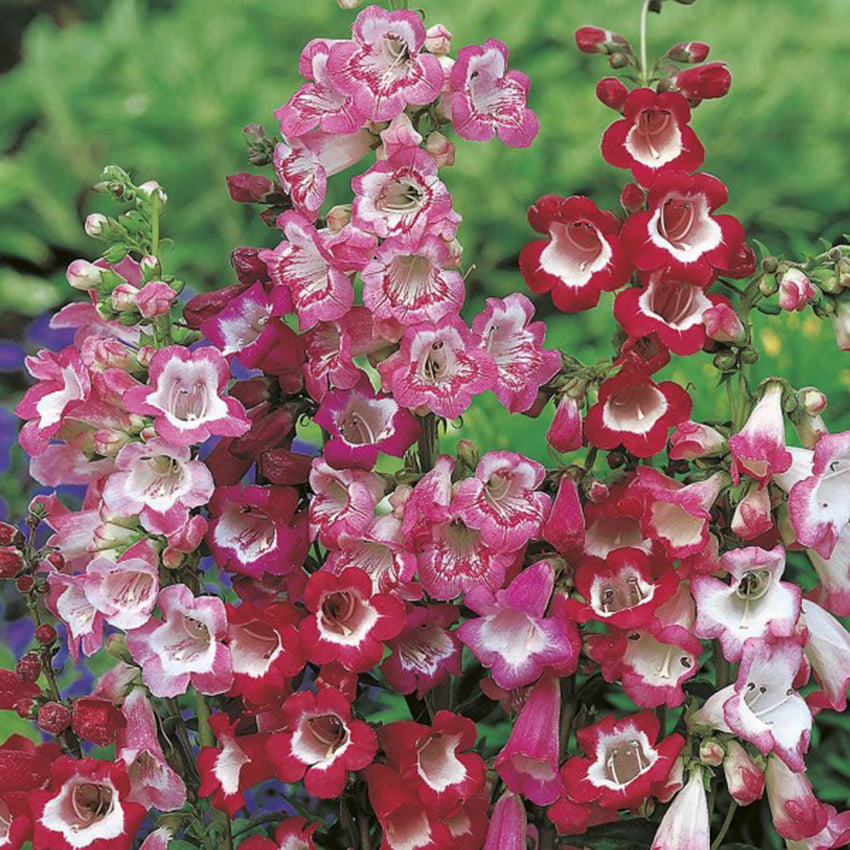 Penstemon