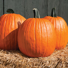 Load image into Gallery viewer, Pumpkin
