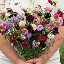 Load image into Gallery viewer, Pincushion Flower
