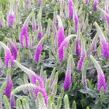 Load image into Gallery viewer, Dwarf Veronica
