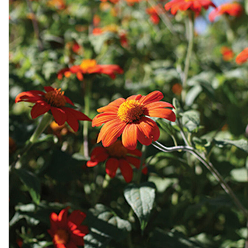 Mexican Sunflower