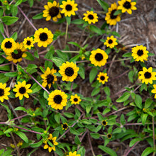 Load image into Gallery viewer, Creeping Zinnia
