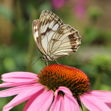 Load image into Gallery viewer, Butterfly Garden
