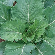 Load image into Gallery viewer, Georgia Collards
