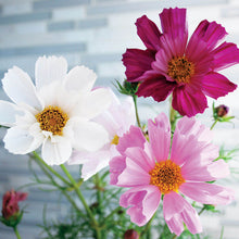 Load image into Gallery viewer, Cosmos Sea Shells Mix
