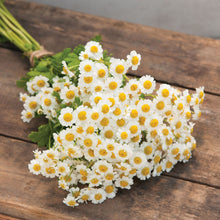 Load image into Gallery viewer, Feverfew
