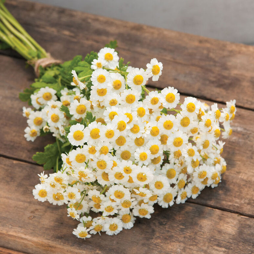 Feverfew