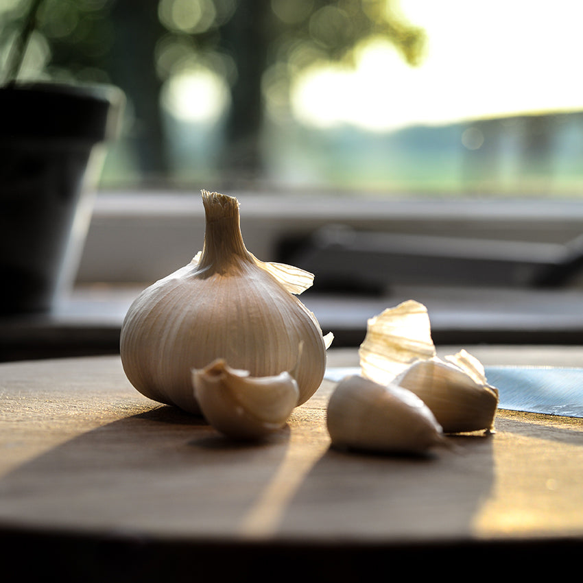 Softneck Garlic