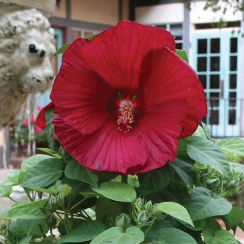 Hibiscus, Honeymoon Red