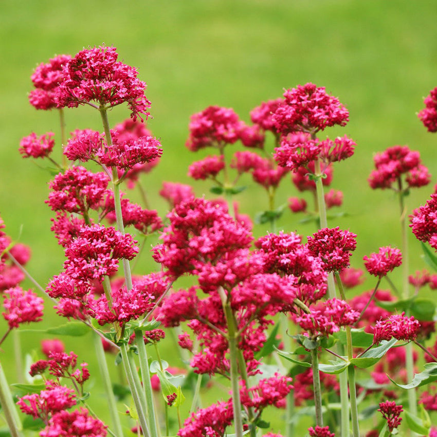 Jupiter's Beard, Red Valerian