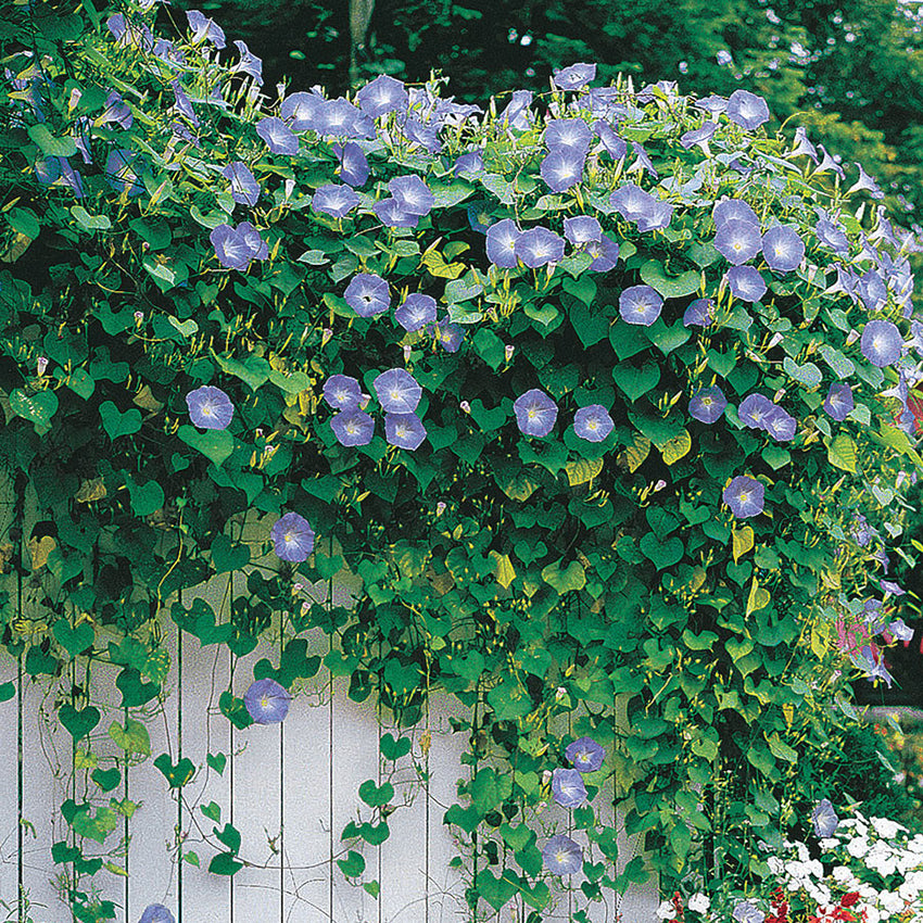 Heavenly Blue Morning Glory